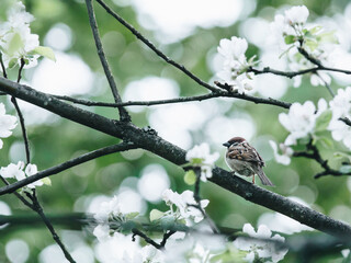 斑马阅读和叫叫阅读哪个更好